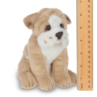 Lil' Tug the Bulldog